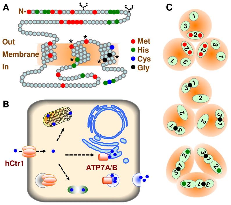Schematic illustration of the structure, subcellular localization, and function of human CTR1.